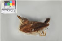 藏品(白頭翁)的圖片